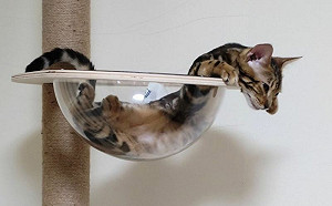 貓在太空罩中大變身！化身喵喵蛇