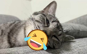 (影)奴偷摸沒反應！貓咪熟睡露舌頭超醜