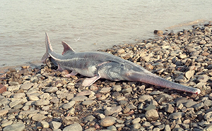 「淡水魚之王」被正式宣告滅絕了! 最後一次現身是快20年前