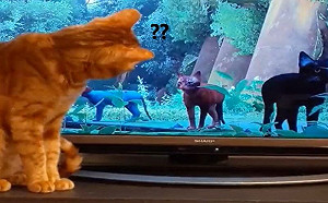 (影)《Stray》畫面超逼真！貓咪也瘋狂