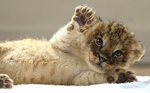 (影)可愛度大爆表！小奶獅吃手手賣萌