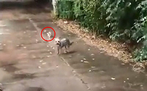 (影)狗狗冒雨出門！帶回1隻落魄小三花