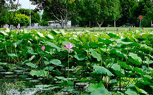 夏荷驕陽舞河濱 新北三重荷花公園荷花盛開迎客
