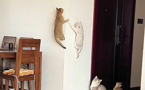 身手矯健！可演《蜘蛛貓：爬牆日》