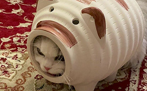 裝備豬豬蚊香超萌！貓咪戴反GG了