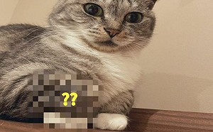 練芭蕾舞？貓咪戴白手套踮腳尖放空