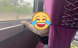 有人在看！抬頭見包子臉貓回頭猛盯