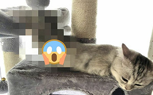 喵喵蛇？貓在跳台上融化成一灘液體