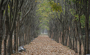 和毛孩踏青！農委會：4森林遊樂區8/1起有條件開放寵物入園