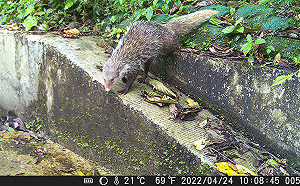 讓小動物安全回家！花蓮西林林道設置友善廊道保護生態安全