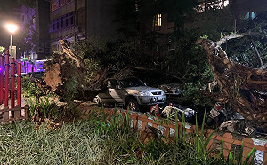 北市公園深夜三層樓高大樹倒塌 砸毀多輛汽機車 議員：公安拉警報