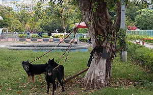 預防毛寶貝高溫中暑  新北動物之家啟動防熱措施