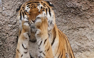 老虎們嬉戲耍鬧！突1招捧臉殺耍萌