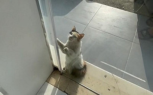 店員幫助曬暈浪貓！牠隔天返回報恩