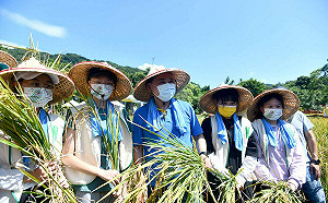 新北汐止農會休閒中心體驗割稻、打穀 侯友宜表揚在地傑出貢獻農民