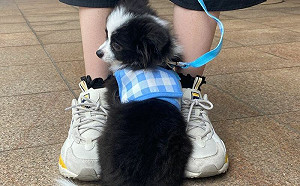 初生之狗怕散步！1個月後暴風成長