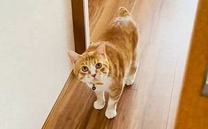 浪貓待人冷淡！用愛照顧後不一樣了