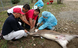 小鹿打針怕怕  新北動保處偕馴鹿達人秒速搞定