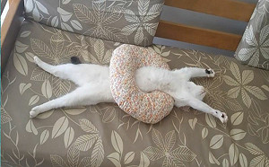 在游仰式？貓咪大字型睡翻狂露掌花