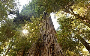 全世界最高的活樹在這！高達115公尺 怕破壞環境將全面禁止參觀