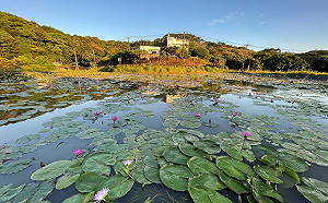 蛙鳴蓮間美景再現！阿石伯友善蓮花田重啟