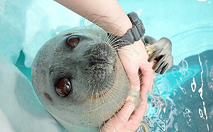 我可愛嗎？撒嬌海豹主動抓手像天使