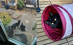 浪貓上門開趴！只因她院子種貓薄荷