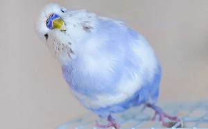 (影)立場堅定！鸚鵡大聲宣告：我是小鳥