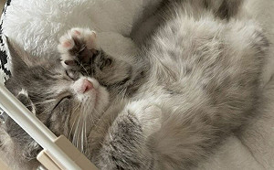 手手踩啊踩！小幼貓夢裡「樂開花」