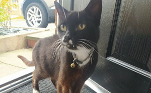 男子腳上有喵咪！家貓驚：牠是誰？