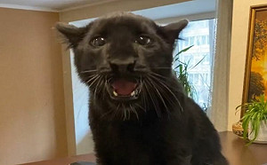 黑豹開口飆海豚音！網：以為是小鳥