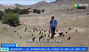 (影) 蝗災來了怎麼辦? 新疆出奇招引進5000隻戰鬥「雞」成立滅蝗部隊