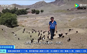 (影) 蝗災來了怎麼辦? 新疆出奇招引進5000隻戰鬥「雞」成立滅蝗部隊