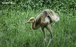 北市動物園小丹頂鶴快速抽高！外型竟神似尖叫雞