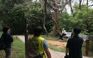 白蟻入侵公園老樹枯枝砸傷民眾  張志豪籲市府優先處理