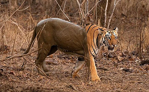 圖片解鎖中？老虎泡泥巴下半身失蹤