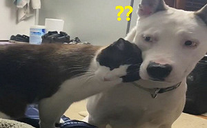 貓咪狂向狗撒嬌！被吸後竟變臉出拳