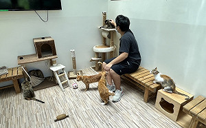 新北動保處響應國際貓咪日  8月底前推「一日貓爸爸」體驗