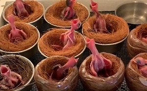 小鳥求食跳搖頭舞！1反應惹爆笑