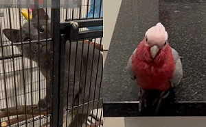 貓咪習性錯亂！自認為鳥做「這事」