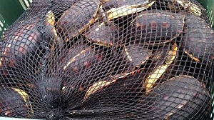 冬令進補保育龜 海巡查獲千隻將銷中國