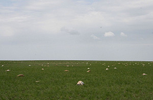 目睹15萬隻羚羊病死 BBC製作團隊全嚇傻