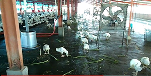 中國廣西出現H5N6病例 陸委會發布黃色旅遊警示