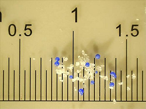 環保署再次預告 2018年全面封殺柔珠