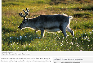 最新！全球暖化造孽  馴鹿體重16年驟減12%