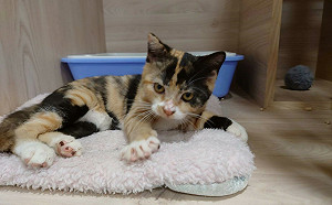 拾獲犬貓未按程序送交 新北動保處依法查處