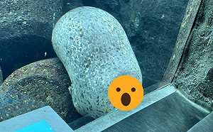 (影)水族箱有岩石長眼睛？網：間諜石頭