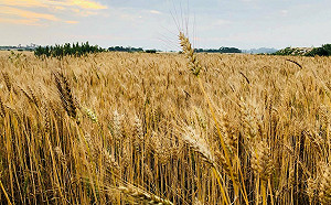 陳吉仲視察金門！高粱契作目標「3年3000公頃」