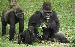 金剛父子互動逗趣！總要美食忘兒子