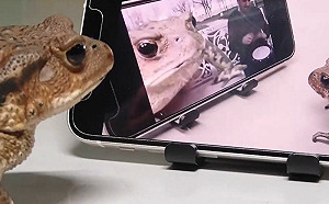 (影)隨鼓點打節拍！小青蛙聽音樂嗨了